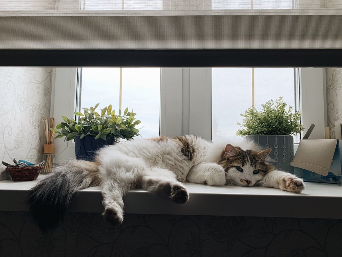 Хотите балдеть также, как этот довольный пушистик – одна из идей ниже вам точно понравится