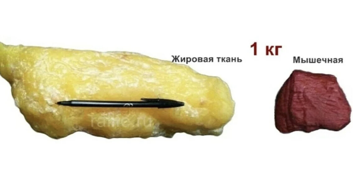 6 кг жира