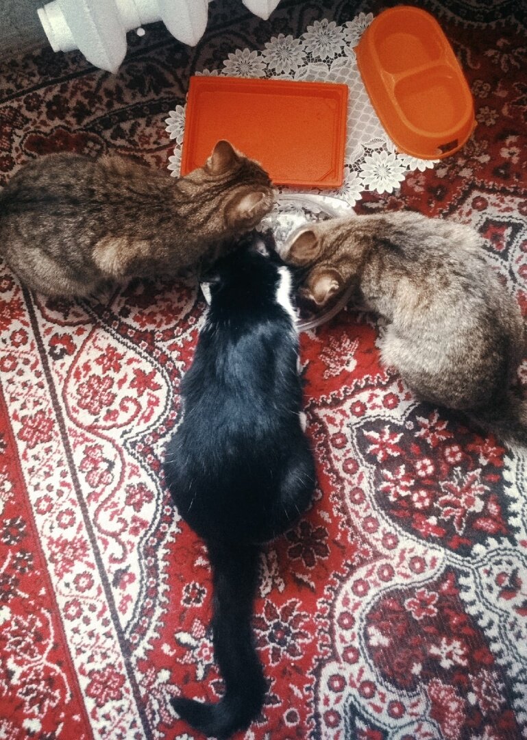 Альпа, Глаша и Тигруля кушают вместе