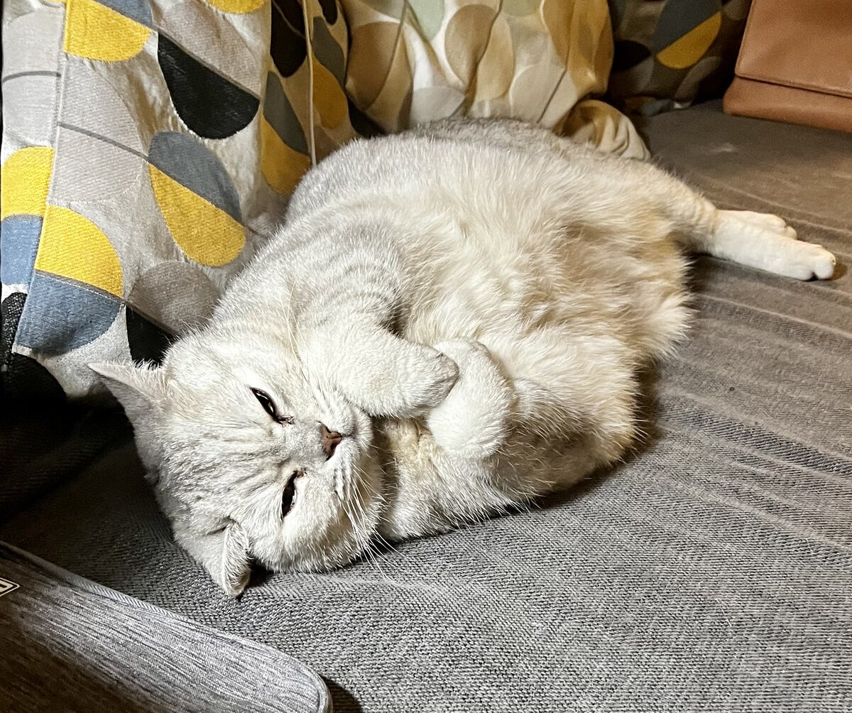 Может не все так страшно? Котик на чилле.