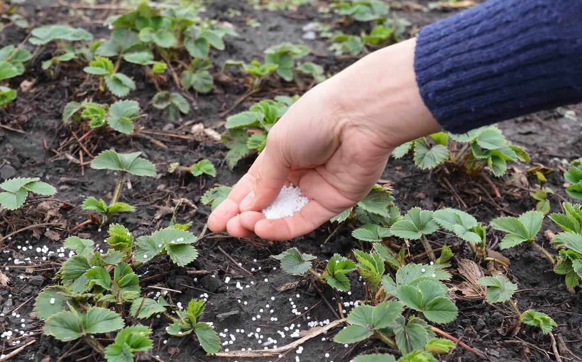 Чем подкормить и обработать клубнику в августе. Клубника в огороде весной. Удобряем клубнику весной. Удобрение для клубники весной. Подкормка саженцев клубники весной в открытый грунт.