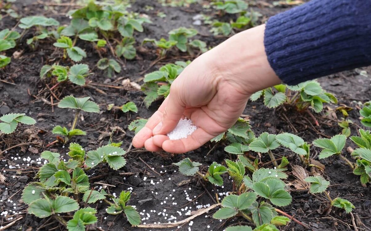 Подкормка клубники во время плодоношения чем лучше. Клубника в огороде весной. Удобряем клубнику весной. Удобрение для клубники весной. Подкормка саженцев клубники весной в открытый грунт.