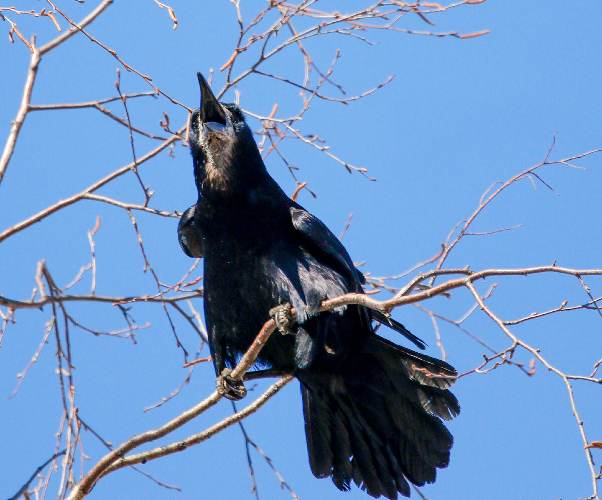 возвращаются скворцы. жаворонки, грачи, скворцы. возвращаются скворцы. прилет скворцов. скворец перелетная птица.