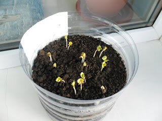 23 марта, проверка семян на всхожесть