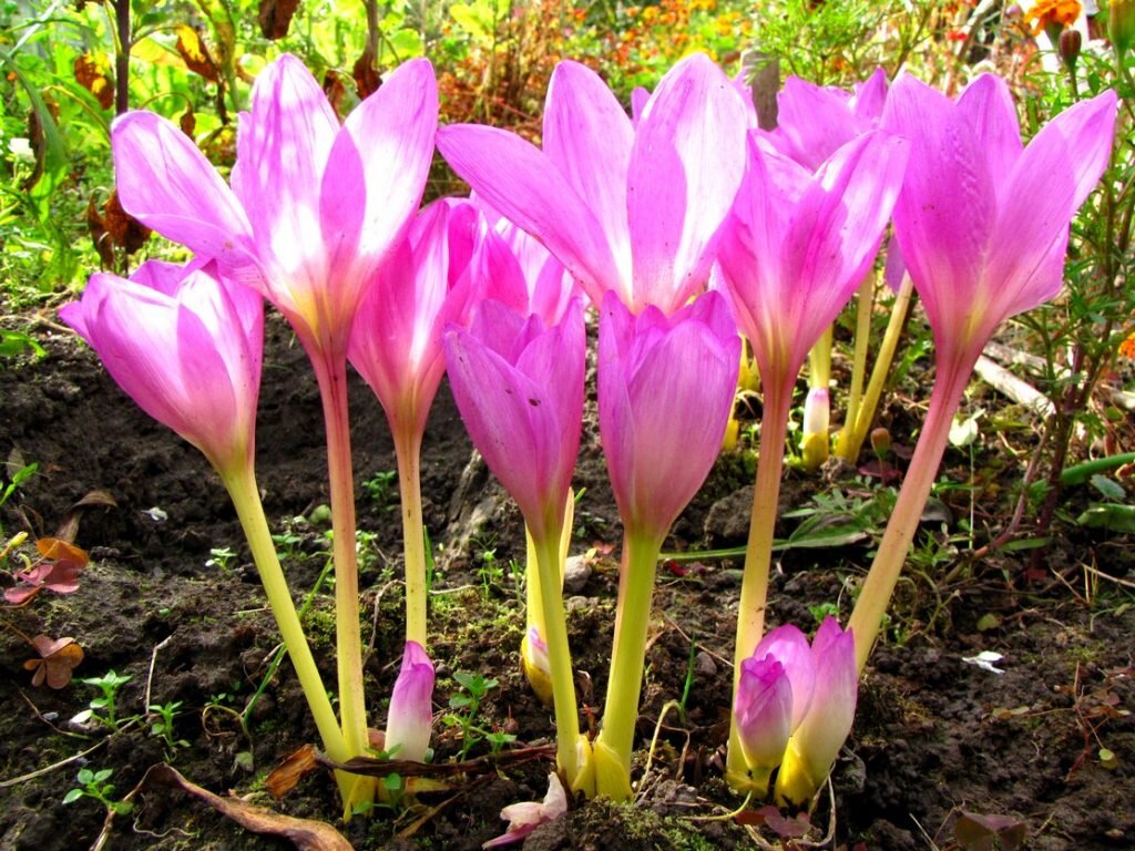 Безвременник великолепный Colchicum speciosum Stev