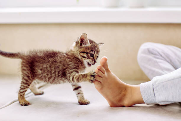 Как отучить котенка хватать за ноги. Как отучить котенка хватать за ноги