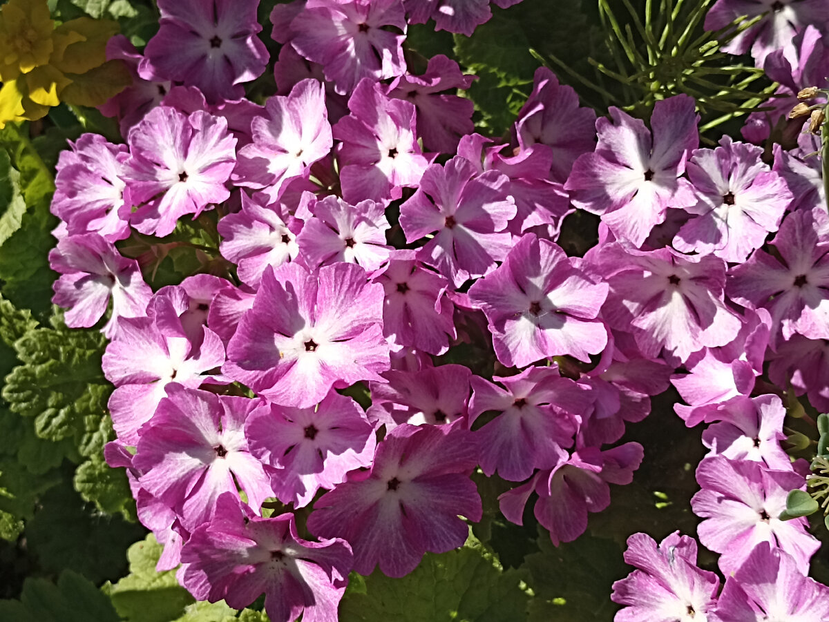 Примула Зибольда