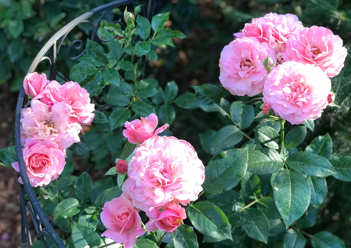 На фотографиях Роза посаженная этой весной .Так как Роза прекрасно развивалась ,я дала возможность для себя  убедиться в соответствии сорта и насладится этой волшебной розой .