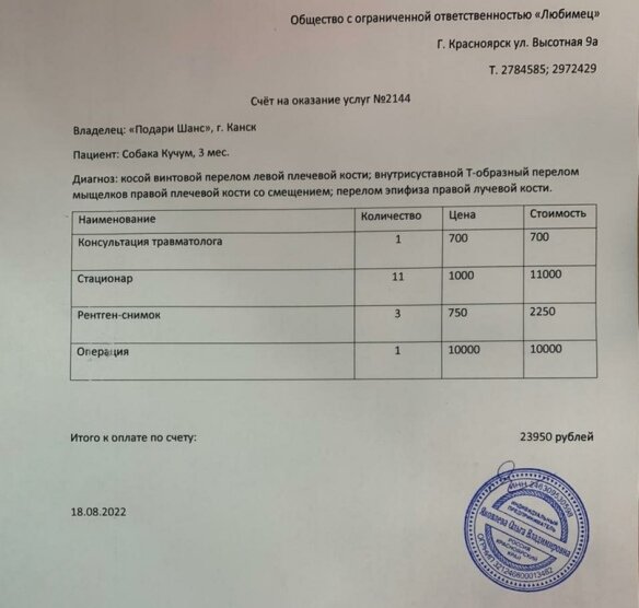 Выписка из клиники. Соня (ранее Кучум, т.к. ошиблись с полом щенка)