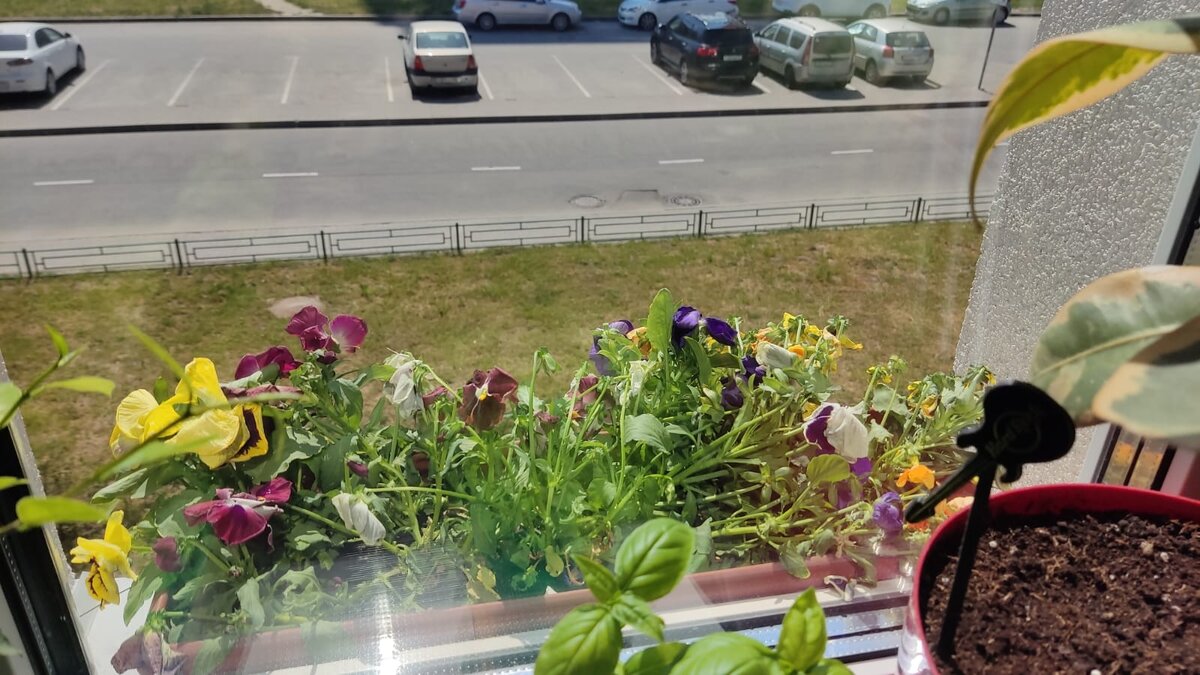 Была целая грядок цветов. 😟