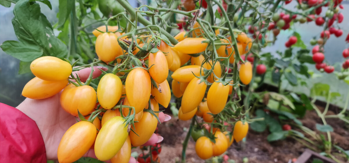 Рецепт от «НК»: помидоры в кисло-сладком маринаде на зиму