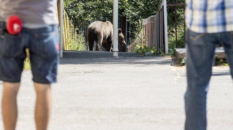 Медведь приходит как хозяин