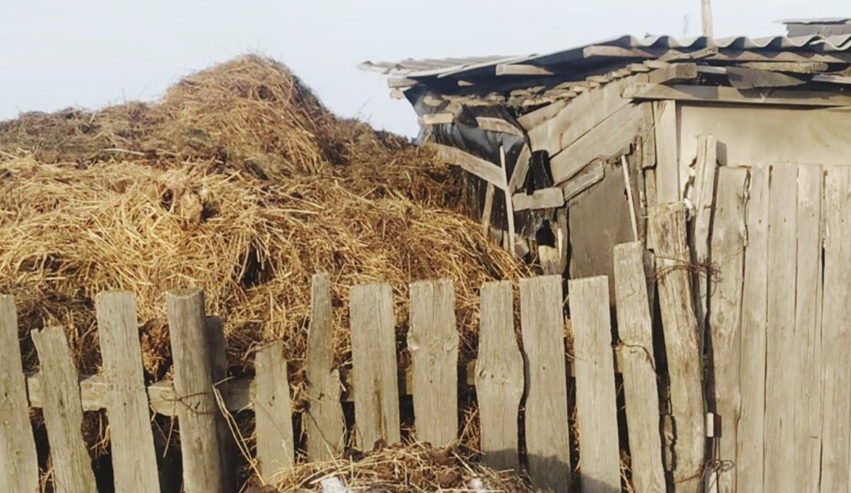 Соседский двор. Держат корову. 