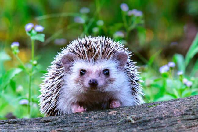 Фотография Shutterstock