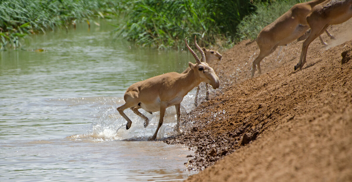 ...он выполняет роль фильтра, защищая легкие животного летом от пыли, а зимой от холода