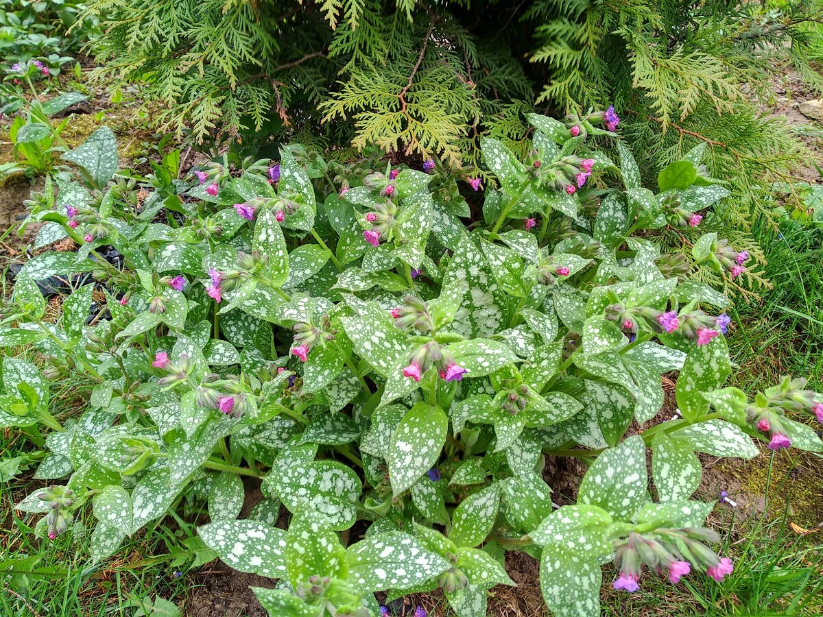 Pulmonaria Raspberry Splash -- Bluestone Perennials Herbaceous perennials, Shade