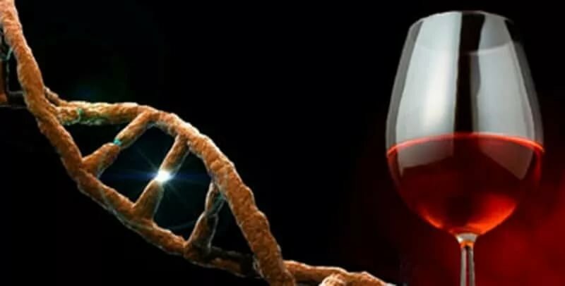 Английскими учеными из Совета медицинских исследований было установлено, что уксусный альдегид, который является побочным продуктом расщепления в организме этилового спирта, может вызвать необратимые повреждения ДНК.

Также было продемонстрировано, что клетки имеют 2 механизма, которые защищают их от разрушительного действия ацетальдегида.
Благодаря специальным ферментам токсин расщепляется, но если этого недостаточно и ацетальдегид, накапливаясь, начинает повреждение ДНК, тогда наступает стадия второго механизма, который восстанавливает повреждение ДНК благодаря белкам Фанкони.

Но когда белков Фелкони в организме недостаточно, организму, в том числе и ДНК, наносится непоправимый вред. Тоже самое происходило, когда алкоголь испытывали на беременных мышах.
Это доказывает тот факт, что пьянство способно приводить в организме к накоплению количества ацетальдегида, которого достаточно для нарушения работы механизмов защиты.

Полученные данные заставляют взглянуть нас по-новому на механизмы, благодаря которым оказывает алкоголь губительное действие на организм. Вот почему у людей при употреблении спиртных напитков часто происходит появление красных пятен на теле или покраснение лица или повышение температуры.
В очередной раз данное исследование лишь подтверждает тот факт, насколько беззащитен, может быть наш организм перед алкоголем.
