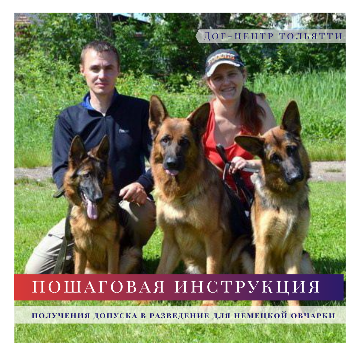 Все, что нужно знать о случке Немецкой овчарки: на какой день делается вязка и как подготовиться?