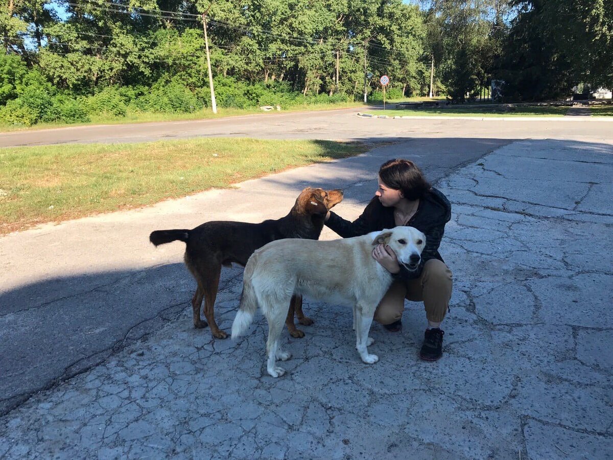 Собаки дружелюбны с людьми в городе Чернобыль