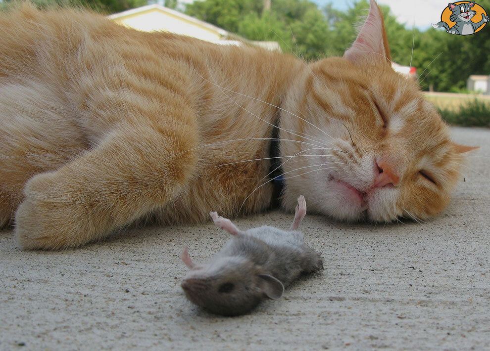 кот и мышка спят. Фото из открытых источников 