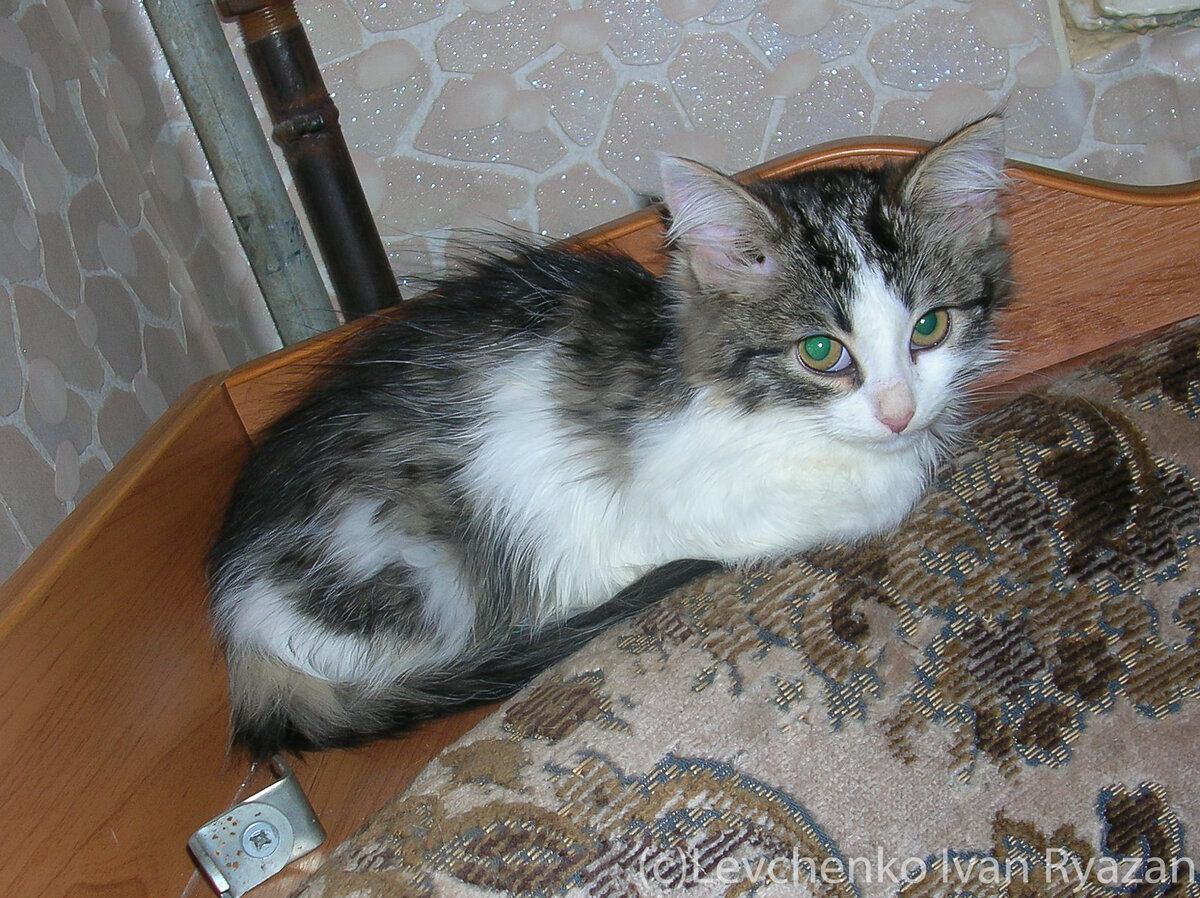 Машка, котенок 1,5 месяцев