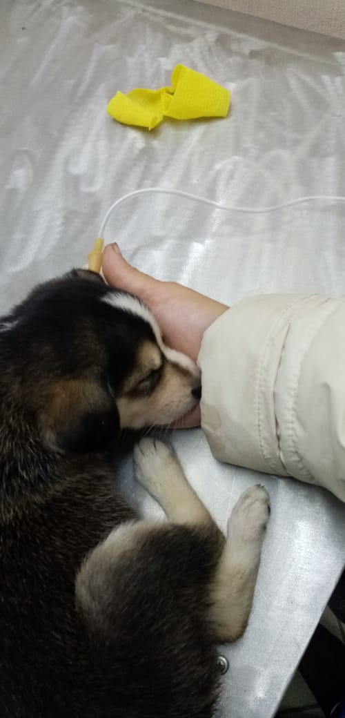 На вечерней капельнице, нам уже лучше - крутился как егоза, а потом заснул
