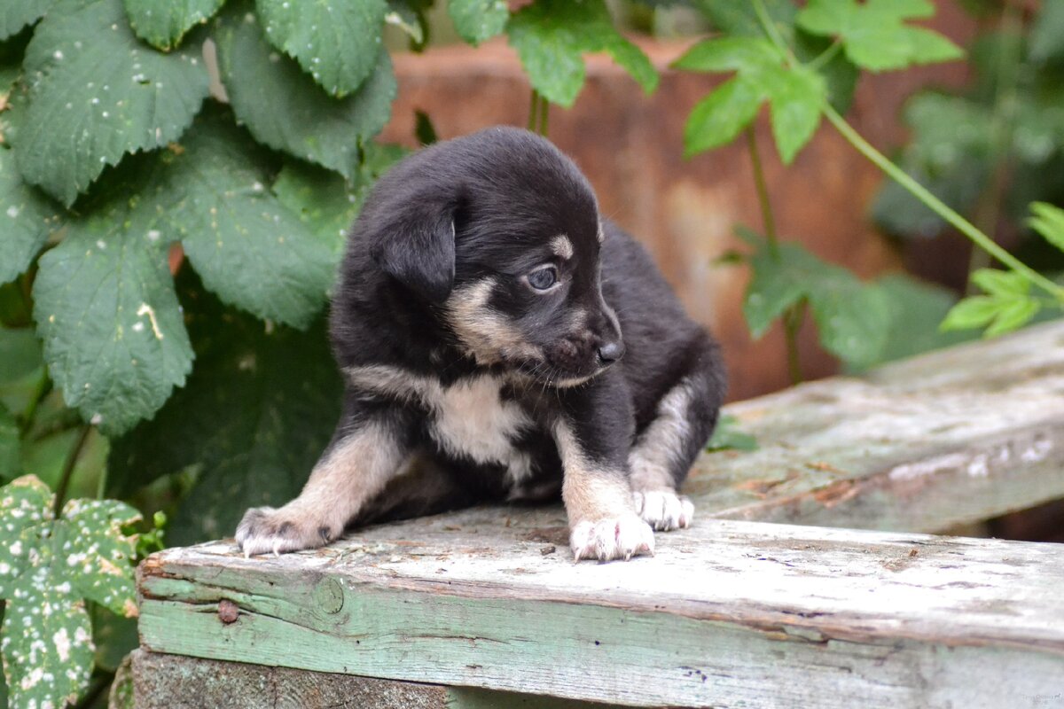 Фото Татьяны Осиповой ( волонтёра приюта)
