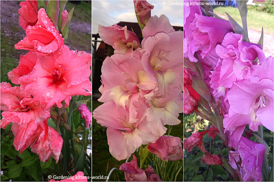 Все мои гладиолусы зацвели, почти одновременно, поэтому и срезала их в один день