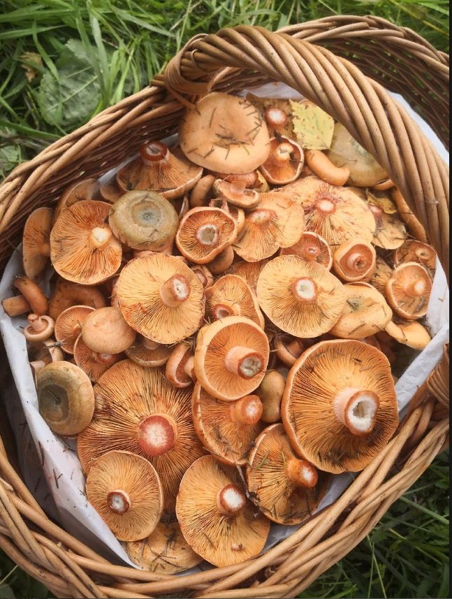 Рыжики летом. Рыжик летний гриб. Грибы на средах. Самые красивые которые собирают грибы самые красивые. Летние рыжики фото.