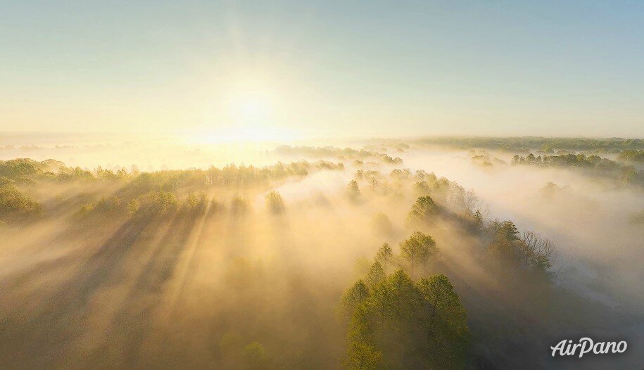 Брянский лес туманным утром