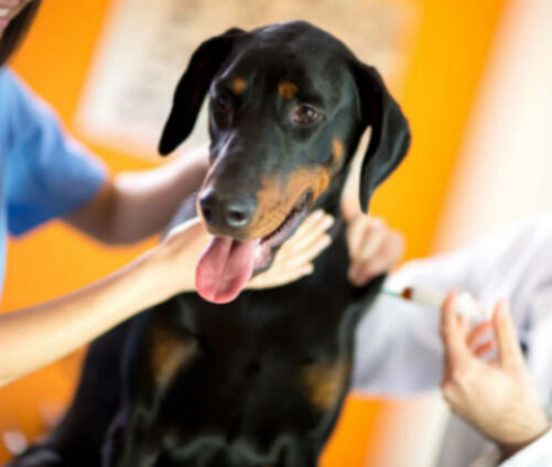 Методы лечения кисты у собаки: