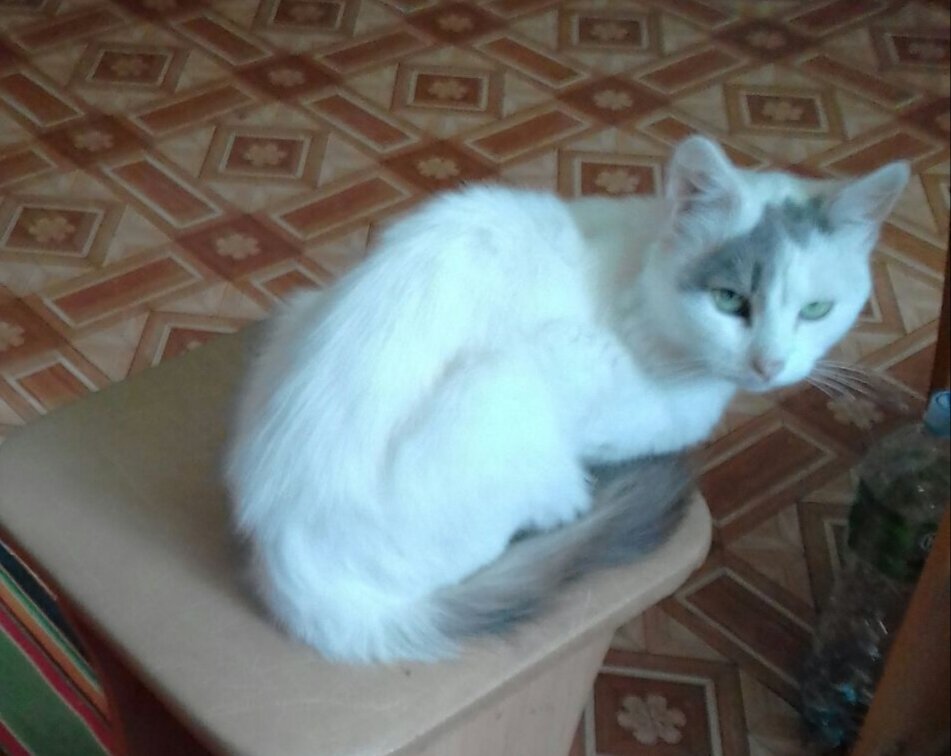 Беляш без ошейника