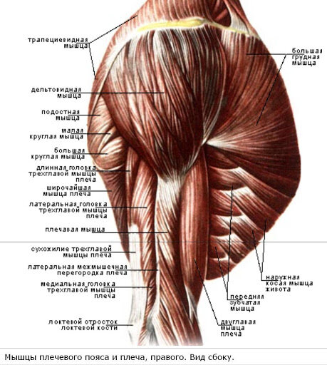 Картинка взята с сайта https://www.sportmedicine.ru/shoulder_anatom.php