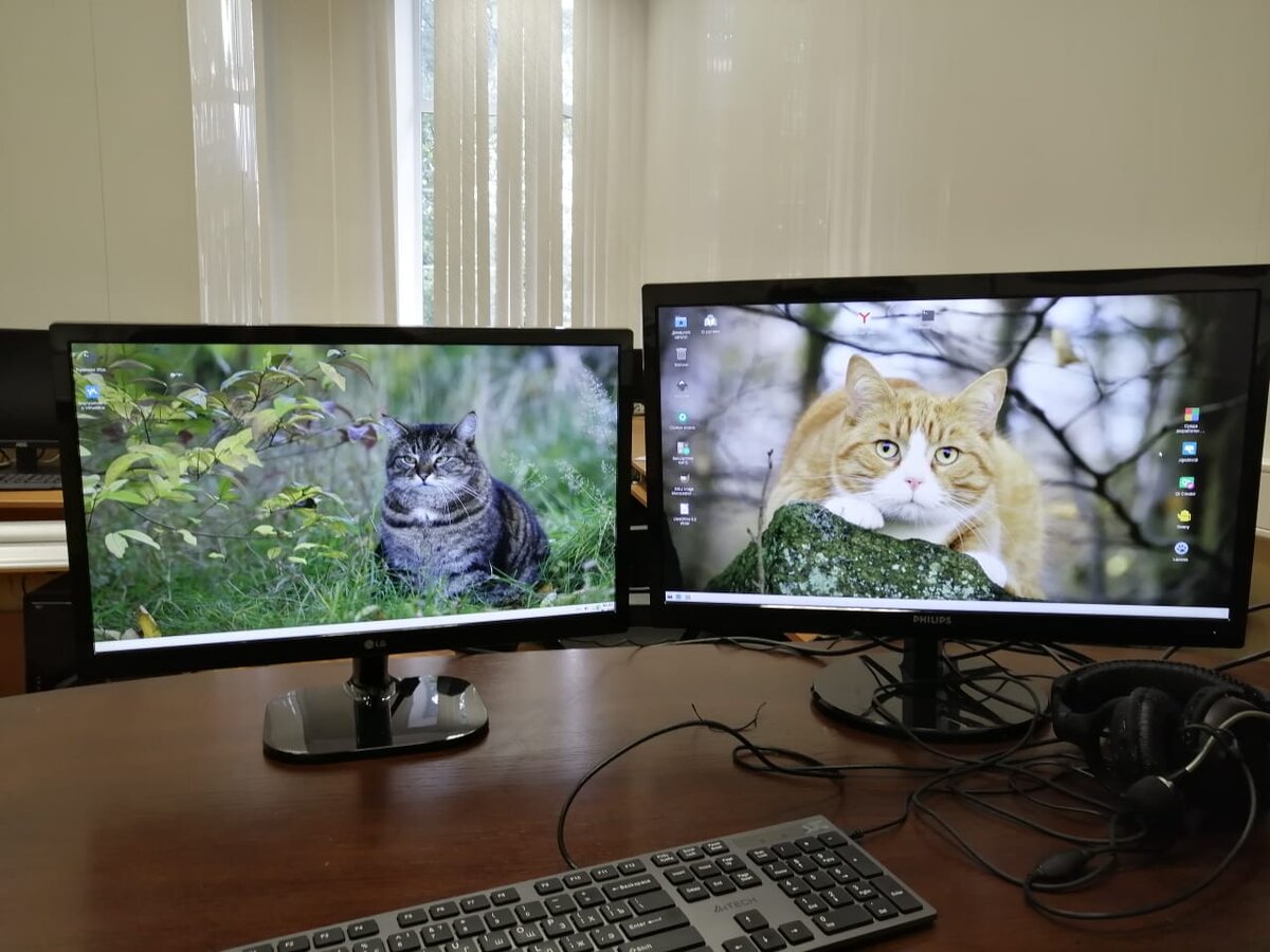 Коты мне помогают, коты мои друзья