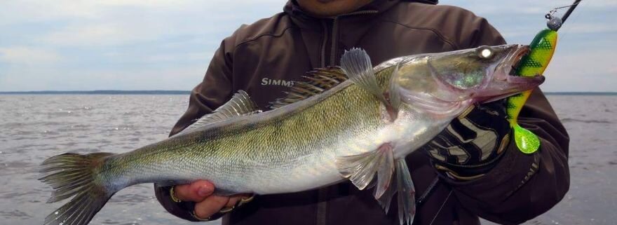 Тяжелый судак на тяжелый джиг