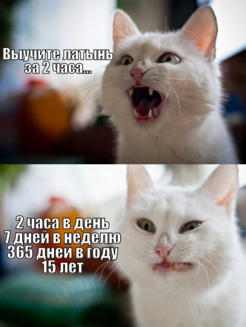 Бедный котик...