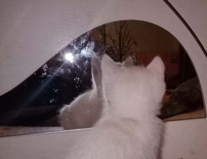 Привет! А, знаешь, хорошо, что ты не говоришь!
Да, можешь вслед за мной раскрывать рот, но ты же повторяешь тоже самое, что говорю я. Где еще найдешь такого собеседника? Да, именно собеседника. А ведь чаще всего как бывает? Сколько себя помню — все наставляют, поучают, направляют…
Редко кто сначала спросит — а надо ли мне все это? Что читать, как поступать, что смотреть, а что — не стоит…
И ведь привыкаешь...сначала к тому, что надо «задвинуть» свое мнение подальше, потом — решать самой, а потом и не сделаешь шаг без совета, чьего угодно: родителей, родственников, друзей, знакомых, начальников, и, конечно всепроникающих СМИ…
А сейчас-то, в эпоху всеобъемлющей сети, когда даже не надо утруждаться и что-либо запоминать, а тем более — решать! Сири, Алиса, Маша и прочие, прочие, прочие...все сделают за нас, умей только задать стандартный вопрос…
И получишь такой же стандартный ответ, а как иначе, если даже у наших докторов есть предписание расписывать схему лечения стандартно...безо всякого индивидуального учета…
И спрашиваем у виртуальных подружек, как поступить, и ждем лайков…
А ведь мир — это зеркало, которое не перечит, и если кто скажет «белое» - то белое и отобразит, а если скажет «черное» - то так и будет…
Сколько людей, столько и цветов, оттенков, мнений…
Но...я же — не зеркало! Почему я должна соглашаться, воспринимать все так, как мне говорят?
А шаг вправо-влево — не расстрел, конечно, но все-таки…
Почему выбилась из толпы, да и вообще — как посмела? А ты представляешь, что тебя ждет?
А вы- представляете? Даже не пытаетесь, ведь для тех, кто поучает, главное — направить в ту сторону, которую видит он сам, а остальное...это уже мое дело…
Да, мое, и жизнь моя! Потому сама решаю как жить, что читать (ведь даже в школе никто мне не мешал читать помимо школьной программы!), что смотреть, кого слушать, и к кому — прислушиваться!
И иду — своим Путем, и поступки мои — только мои…
Да, хорошо...вот только бы не забыть, что и у других есть такое же право — решать, поступать, как они считают для себя приемлемым…
А еще — помнить, что раз решаю я, то и отвечаю за свои решения, поступки, слова и мысли — только я сама...а как же иначе?
И только ты, моё зеркало, повторяешь за мной то же, и мы с тобой вместе отвечаем за все — наше…
И это ведь — прекрасно, правда, моё отражение?
 А пока — пока, моё отражение...