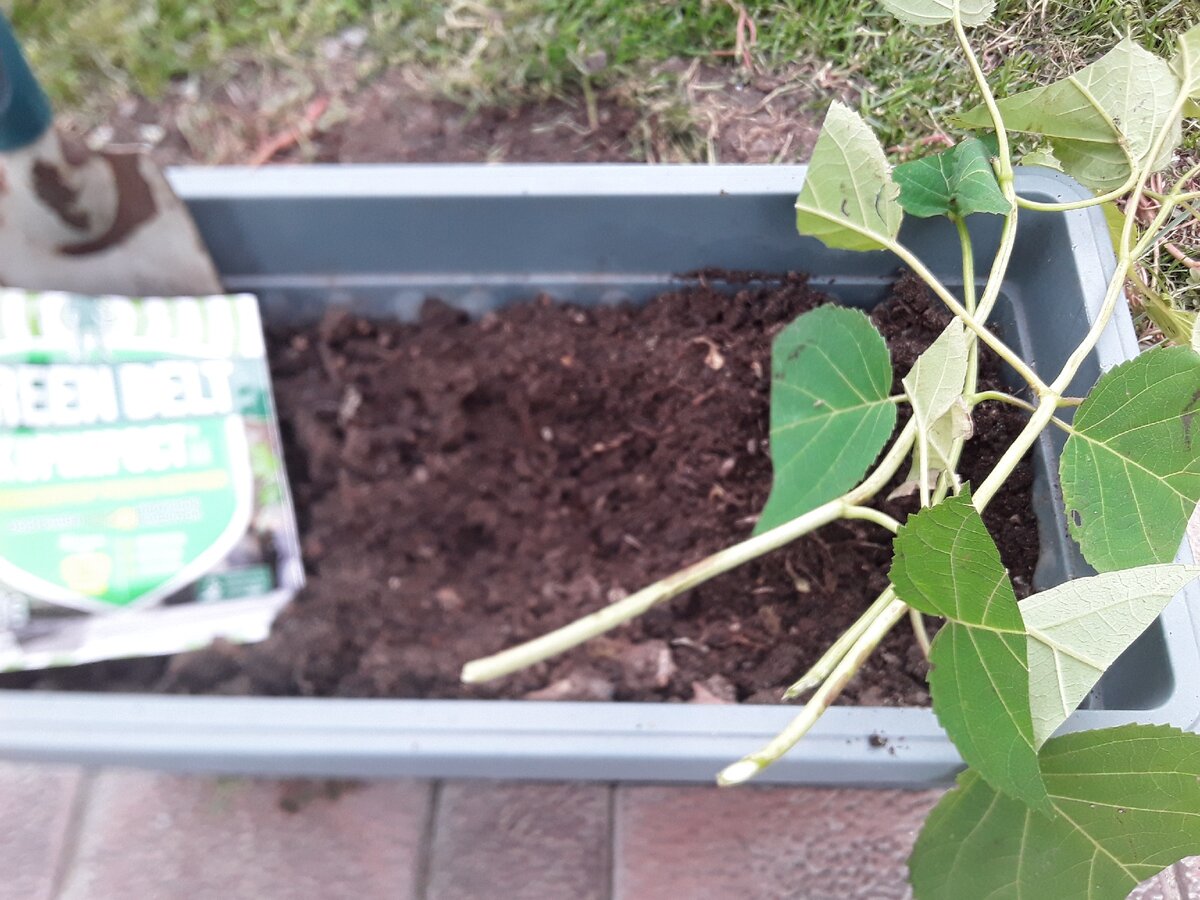 Сажала по три в емкость. Но можно и более часто.