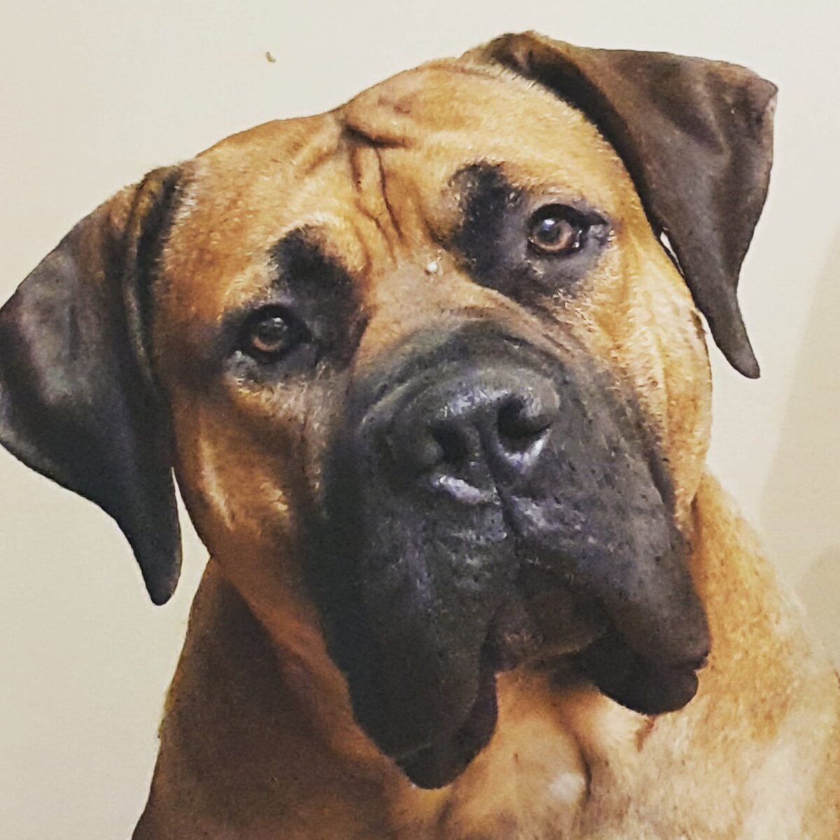 Очень сильная и выносливая собака всегда будет лаять при приближении незнакомца, поэтому они великолепные охранники. В России отмечены случаи нападения этой породы на людей, некоторые из которых привели к гибели человека. 
 
Из-за своего агрессивного нрава, в некоторых странах мира разводить и держать дома бурбулей запрещено.