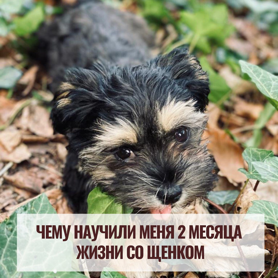 Жизнь со щенком