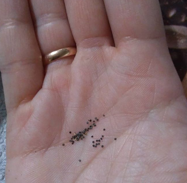 Семена портулака очень мелкие, с ними не так просто работать.