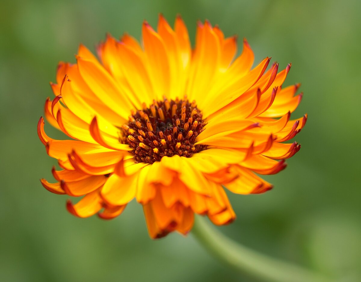 Calendula officinalis (календула лекарственная, ноготки)