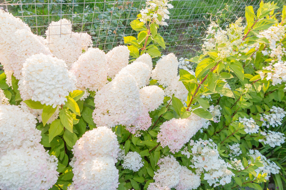 Оксанин сад гортензии. Гортензия Мэджикал Свит Мунлайт. Magical Sweet Summer хит гортензия. Гортензии метельчатые Флоксы хосты. Гортензия метельчатая Мунлайт и фонтом.