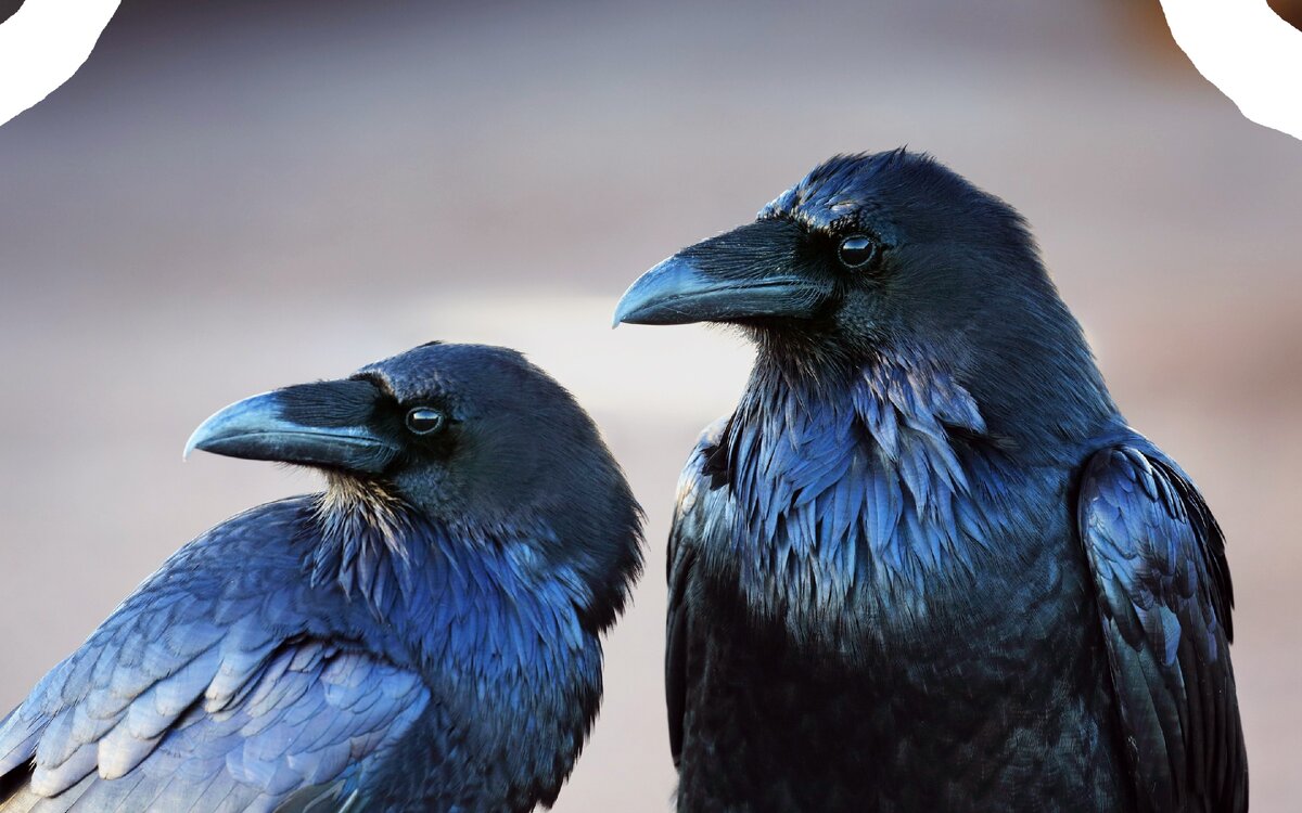 Вот они, представители птичьей цивилизации. Сразу видно, что умные.