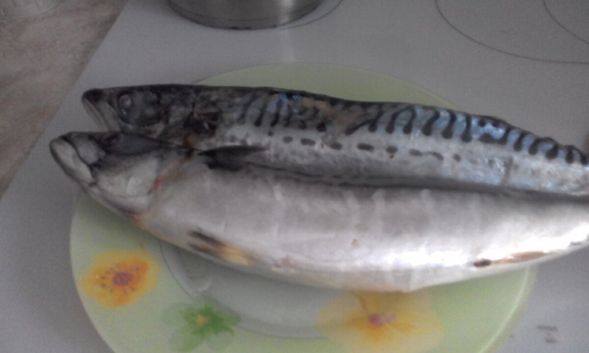 скумбрия