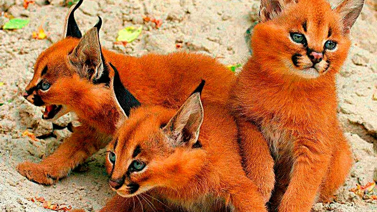 Кошка самой редкой породы. Абиссинский каракал. Сервал, Саванна, чаузи,каракал. Самые редкие кошки. Оранжевые животные.