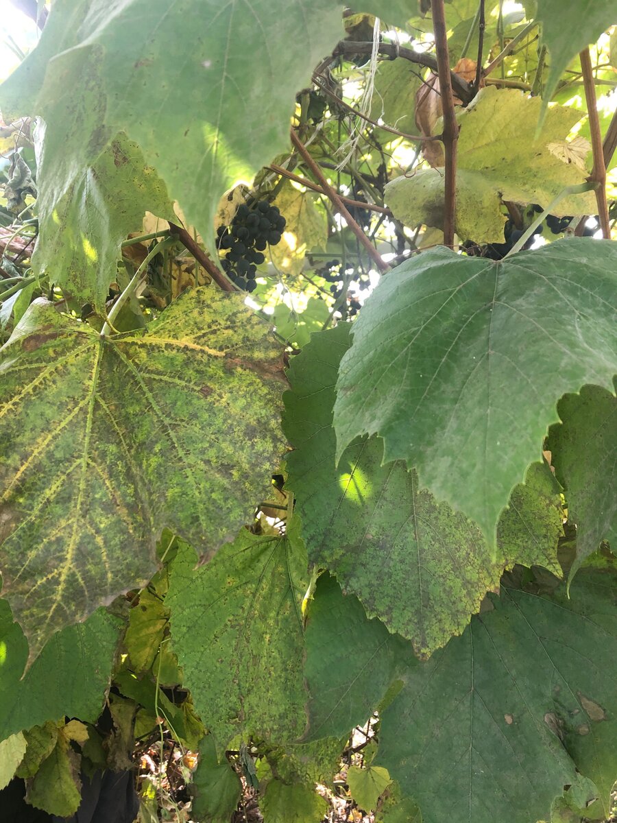 Grapes Disease diseased Grapes fungus vine Grapes Disease . Flickr