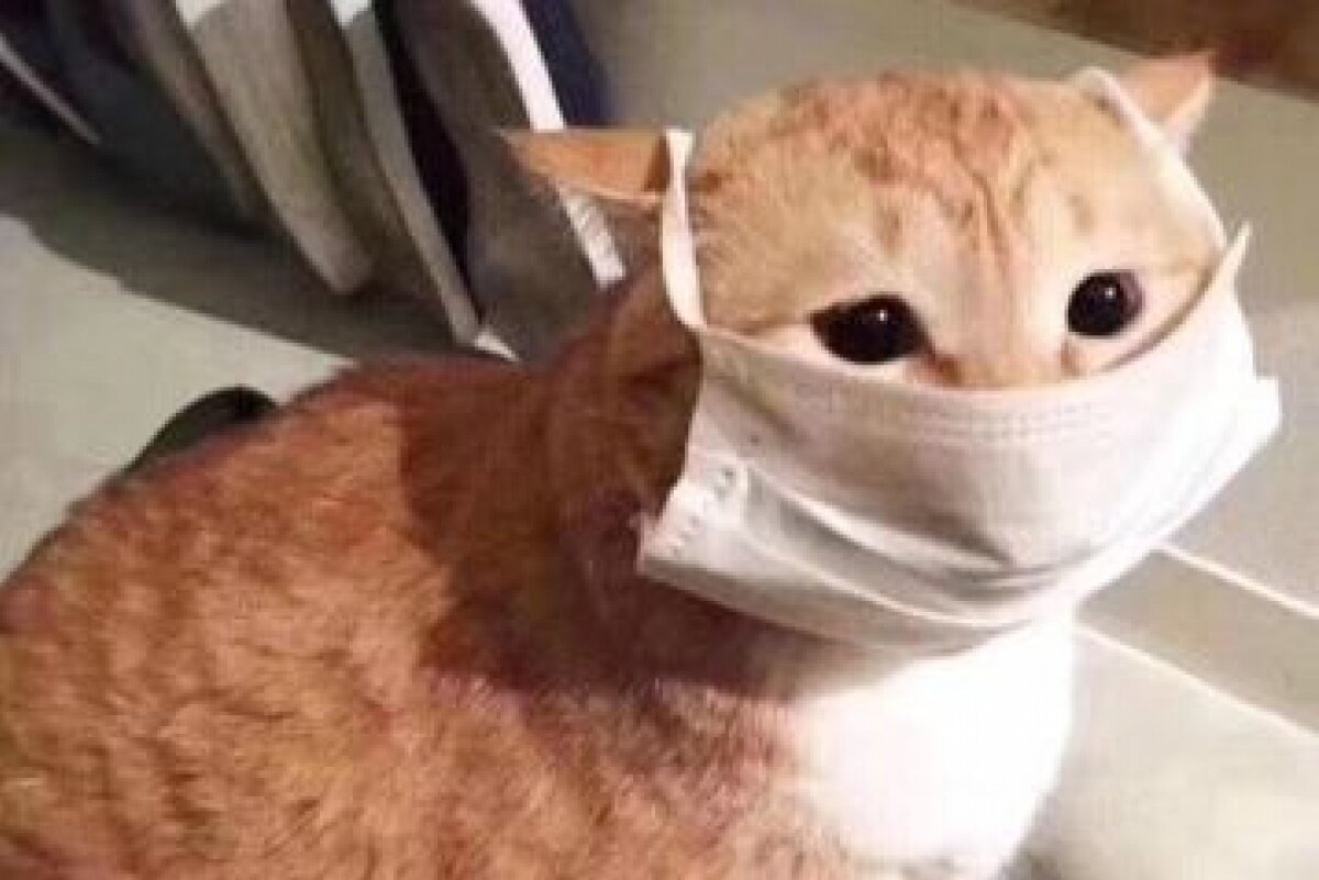 Яндекс.картинки 