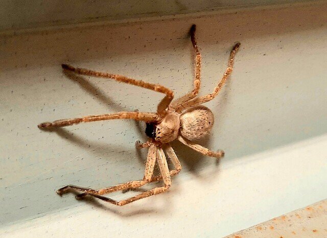 паук-охотник  Olios sericeus 