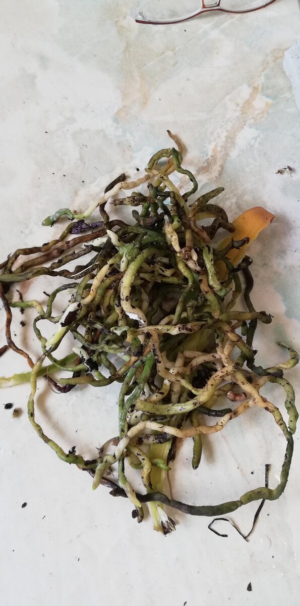 Это все я срезала 